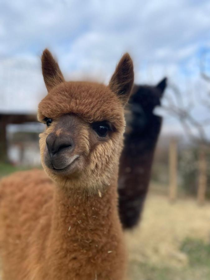 Agriturismo Il Vecchio Mandorlo Perugia Dış mekan fotoğraf