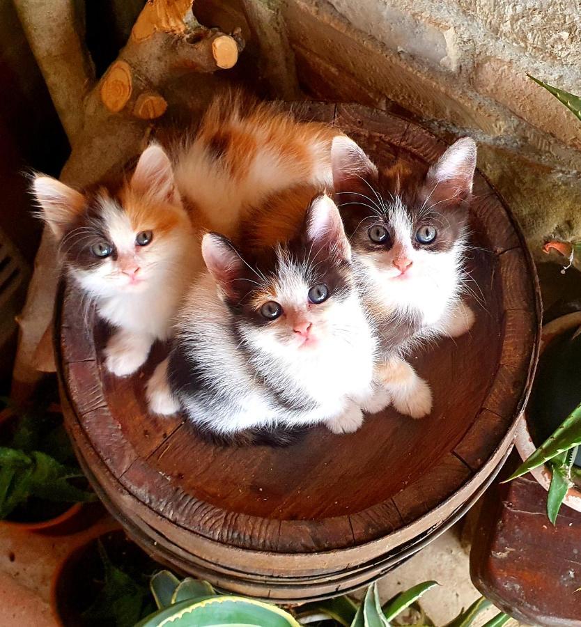 Agriturismo Il Vecchio Mandorlo Villa Perugia Dış mekan fotoğraf