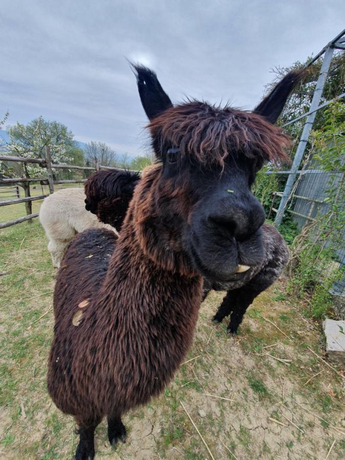 Agriturismo Il Vecchio Mandorlo Perugia Dış mekan fotoğraf