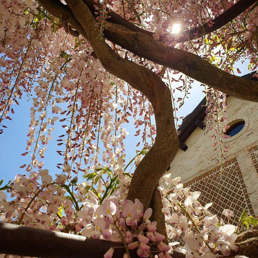 Agriturismo Il Vecchio Mandorlo Perugia Dış mekan fotoğraf