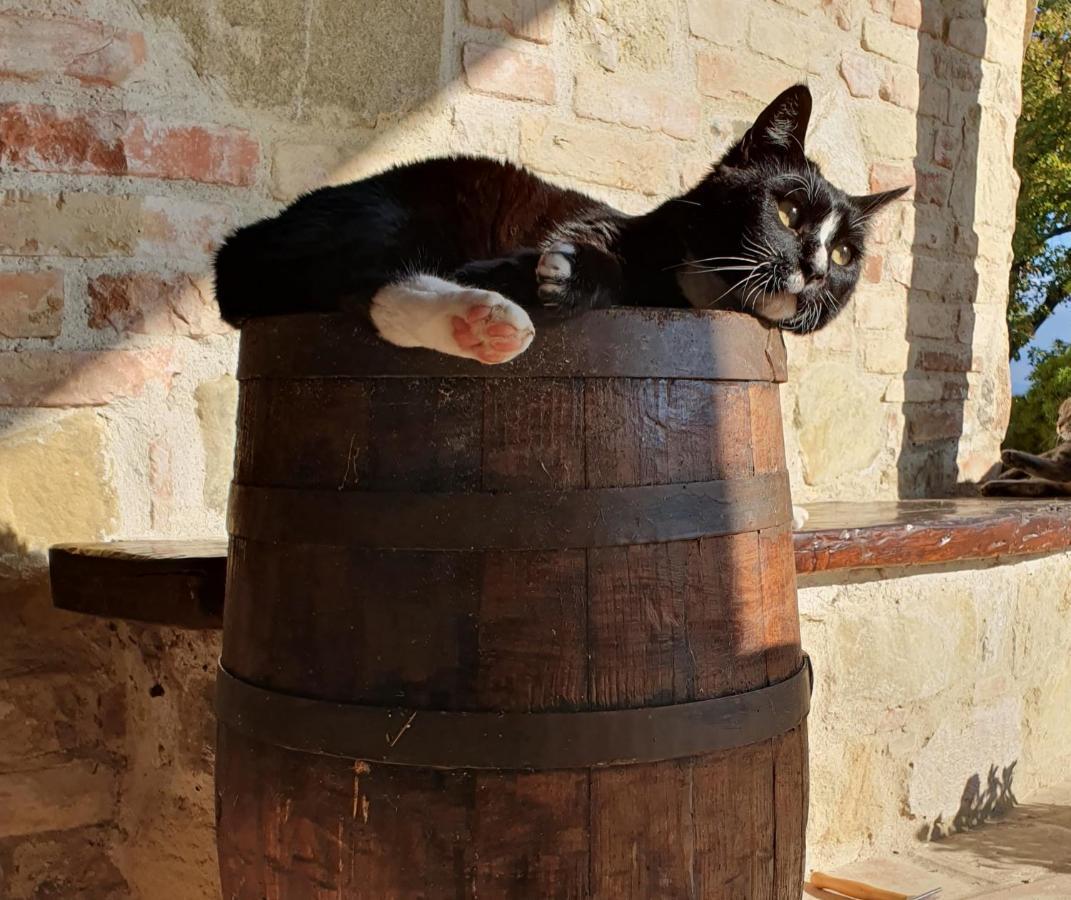 Agriturismo Il Vecchio Mandorlo Perugia Dış mekan fotoğraf