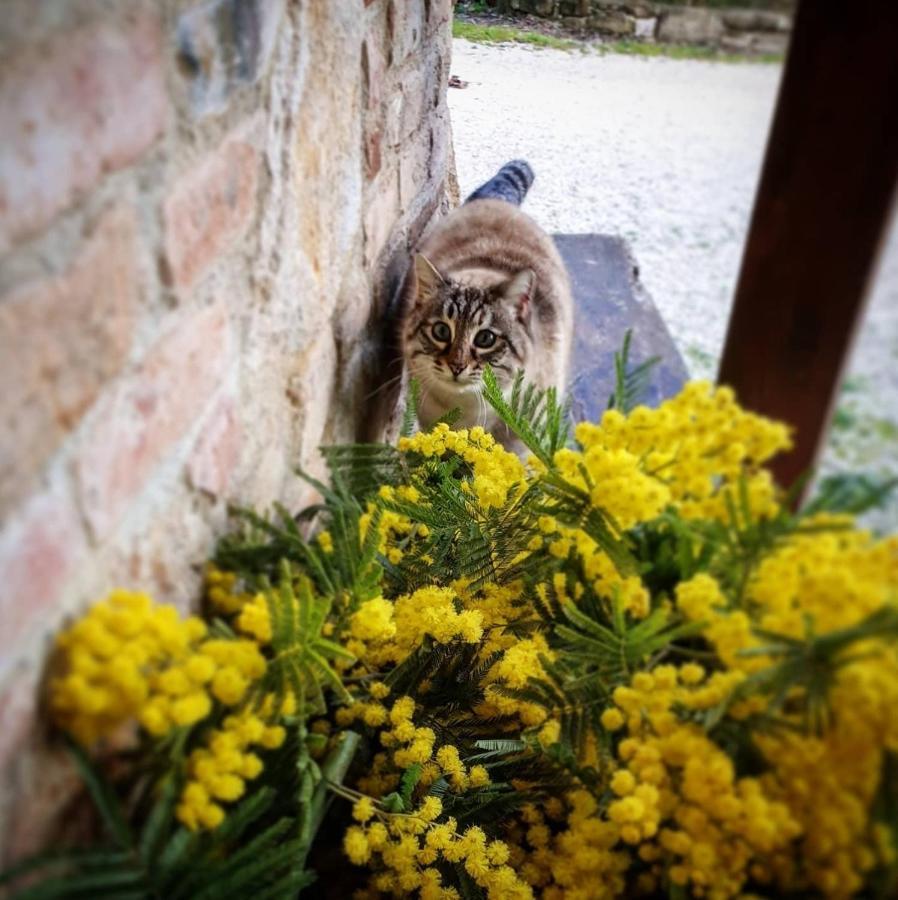 Agriturismo Il Vecchio Mandorlo Villa Perugia Dış mekan fotoğraf