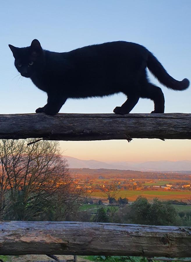 Agriturismo Il Vecchio Mandorlo Villa Perugia Dış mekan fotoğraf