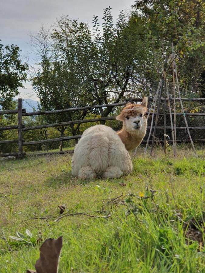 Agriturismo Il Vecchio Mandorlo Perugia Dış mekan fotoğraf